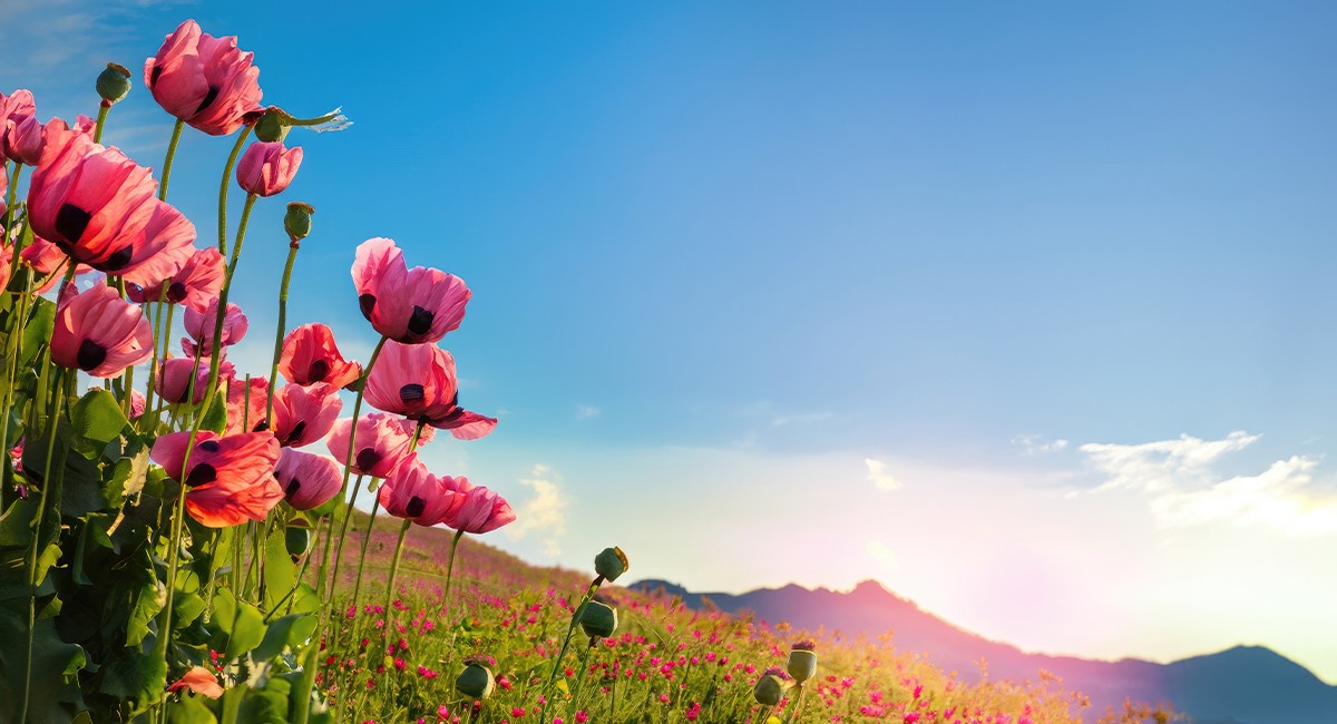 BG Image